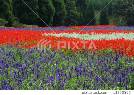 丹參地毯 丹參地毯 13550595