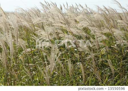 Susuki光澤① Susuki光澤① 13550596