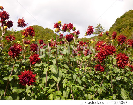 Dahlia variety: Night train 2 Dahlia variety: Night train 2 13550673