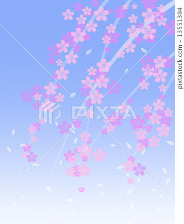  Cherry blossoms and blue sky 13551394