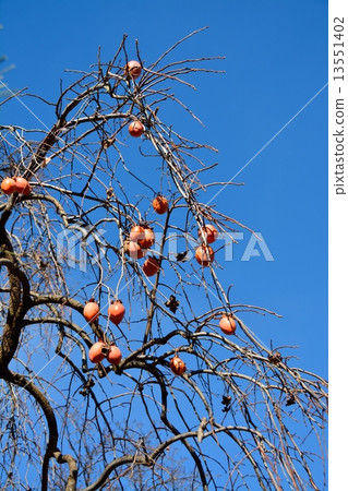 Fall scenery (persimmon tree) Fall scenery (persimmon tree) 13551402