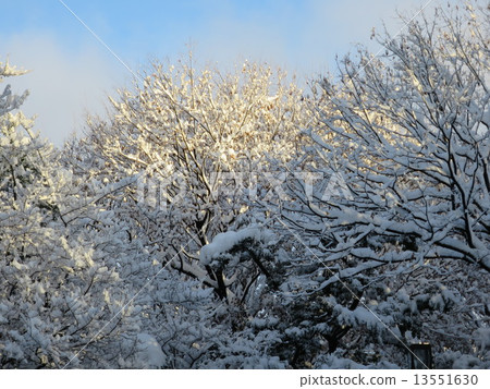 Snow scene Snow scene 13551630