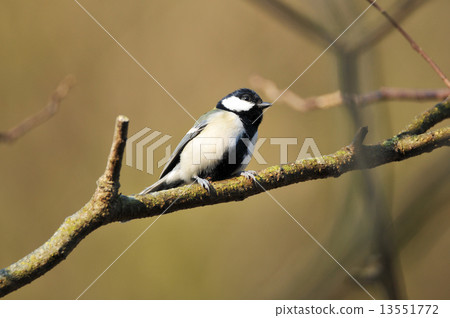 Turtle tits 13551772