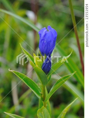 Ezo oyama gentian 13551954