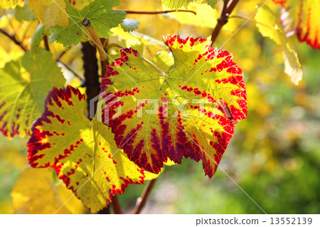 Autumn bright leaf of grape 13552139