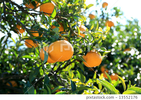 Summertime orange Summertime orange 13552176