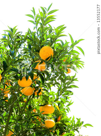 Summertime orange 13552177