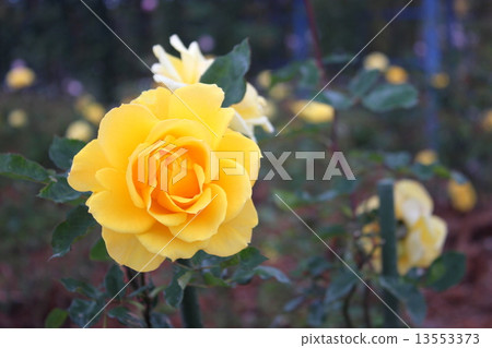 Henry Fonda 13553373