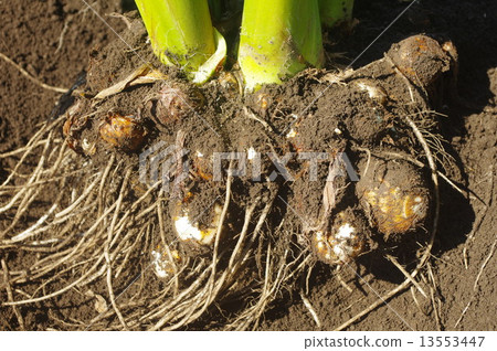 Taro in the field (underground) Taro in the field (underground) 13553447