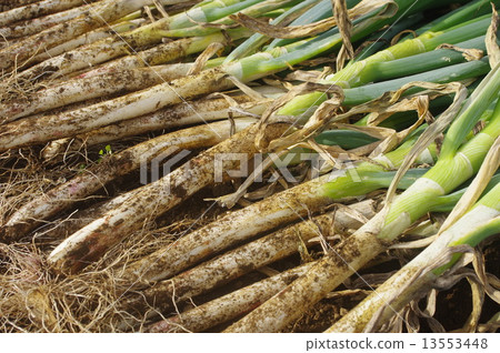 After harvested green onion 13553448