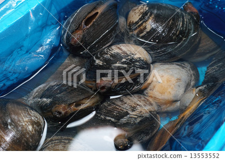 Hokkigai Hokkigai 13553552