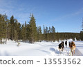 Dog sled 13553562