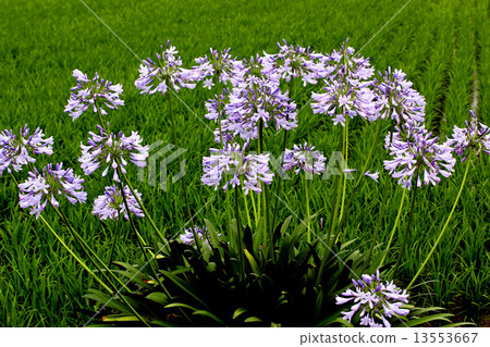 Agapanthus flower Agapanthus flower 13553667