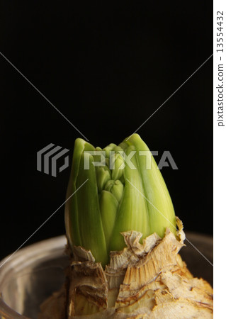 精煉栽培1 13554432