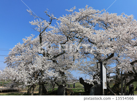 Ishibe Sakura(會津Gokakura) Ishibe Sakura(會津Gokakura) 13554566