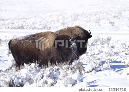 Winter Bison Family 13554718