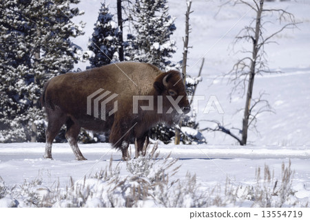 Winter Bison Family 13554719