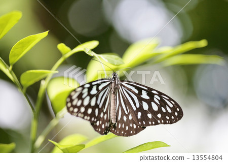 烘乾機Asazura 13554804