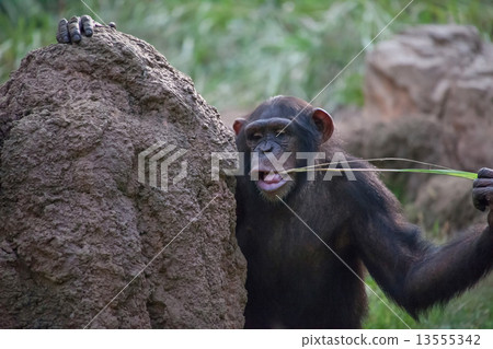 Chimpanzee 13555342