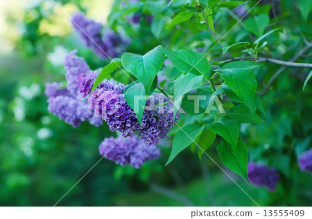 Branch of lilac flowers Branch of lilac flowers 13555409