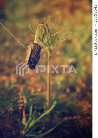 Pasque-flower in nature Pasque-flower in nature 13555643