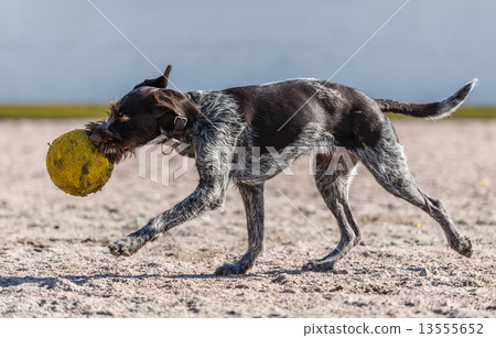 German wire-haired pointer 13555652