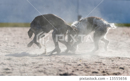 German wire-haired pointer 13555656