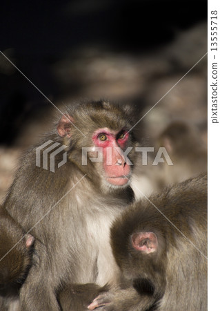 A monkey A monkey 13555718