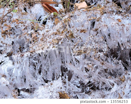 霜柱/立川 霜柱/立川 13556253