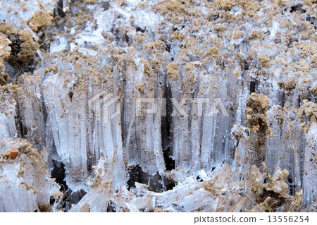 霜柱/立川 13556254