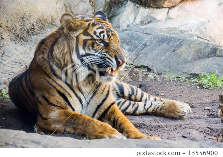 上野動物園|蘇門答臘虎 13556900