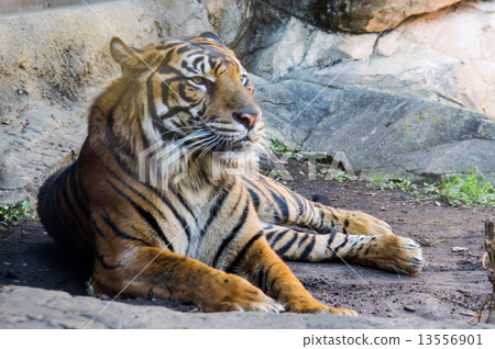 上野動物園|蘇門答臘虎 13556901