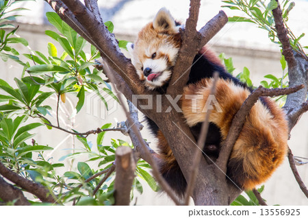 上野動物園|小熊貓 13556925