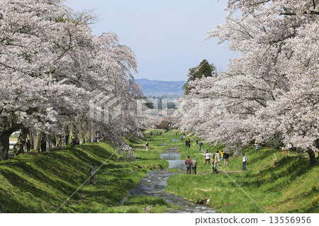 Cherry blossom trees on the Kanonji River Cherry blossom trees on the Kanonji River 13556956