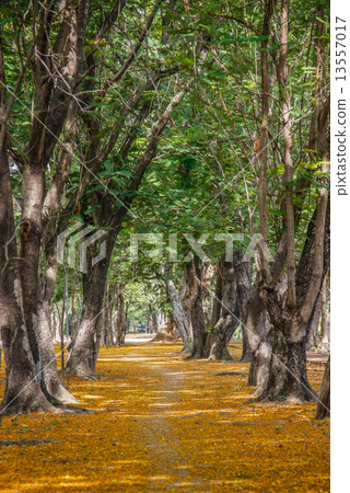 pathway with yellow flowers pathway with yellow flowers 13557017