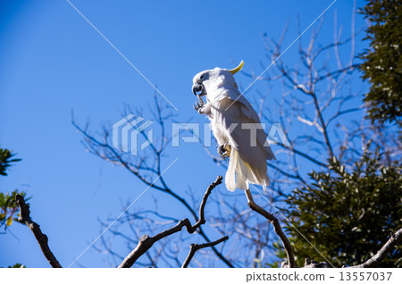 Ueno Zoo | Aomeki Batang 13557037