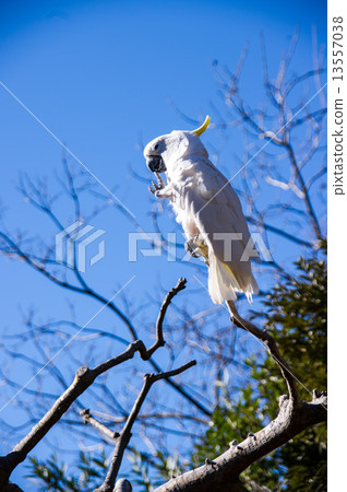 Ueno Zoo | Aomeki Batang Ueno Zoo | Aomeki Batang 13557038