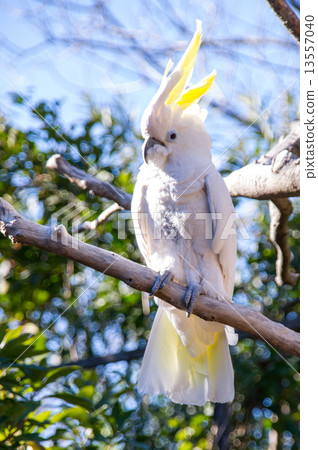 上野動物園| Aomeki Batang 13557040