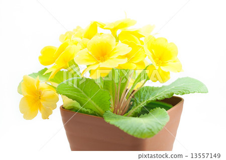 Primula Julien Primula Julien 13557149