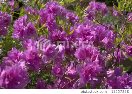 Pink azalea 13557258