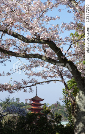 Spring Miyajima Spring Miyajima 13557296