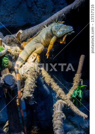 Ueno Zoo | Green Iguana 13557316