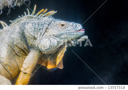 Ueno Zoo | Green Iguana 13557318