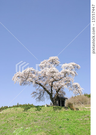 Cherry Blossoms	 13557447