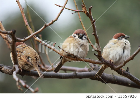 Three sparrows Three sparrows 13557926