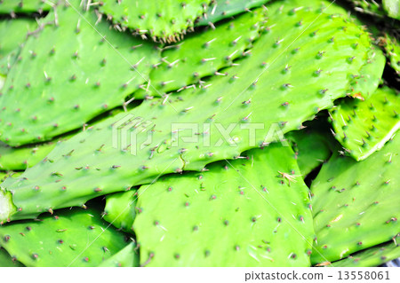 南美食品成分仙人掌 南美食品成分仙人掌 13558061