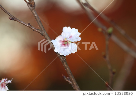 Kobukuzakura 13558080