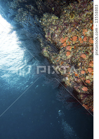 diving in colorful reef underwater 13558803
