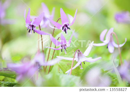 Katakuri Katakuri 13558827