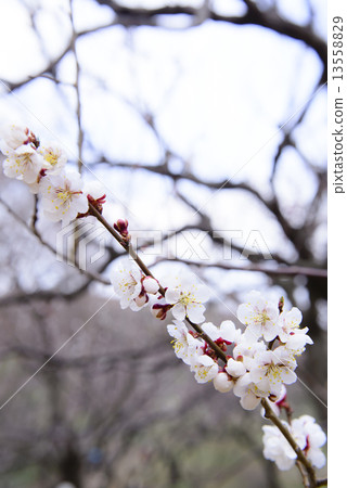 White plum White plum 13558829